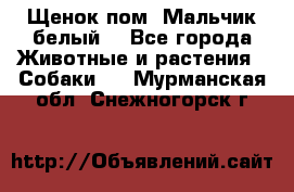 Щенок пом. Мальчик белый  - Все города Животные и растения » Собаки   . Мурманская обл.,Снежногорск г.